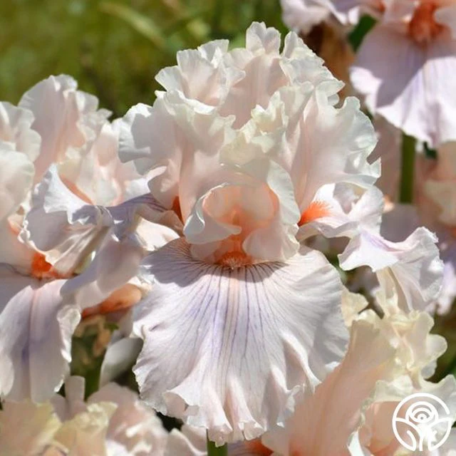Orange & Apricot Roses