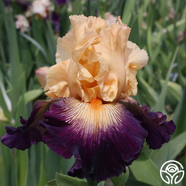 All Products Excluding Gift Cards, Beneficial Insects, Metal Trellis