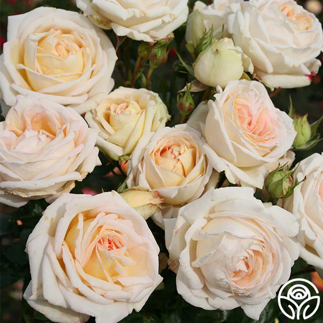 Top 10 Roses To Grow in the PNW