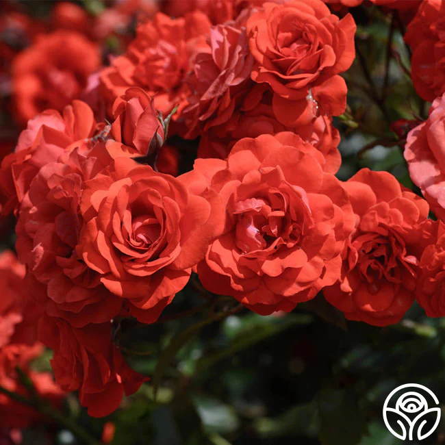 Top 10 Roses for the Heat